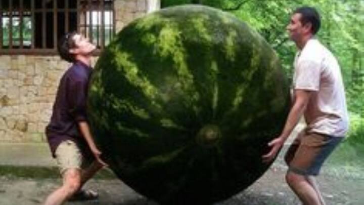 जब सब्जियों को ज्यादा धूप मिलती है तो उनमें शुगर लेवल भी बढ़ जाता है, जिससे वो मीठी लगती हैं. अलास्का की उपजाऊ मिट्टी भी सब्जियों के बड़े आकार में खास भूमिका निभाती हैं.