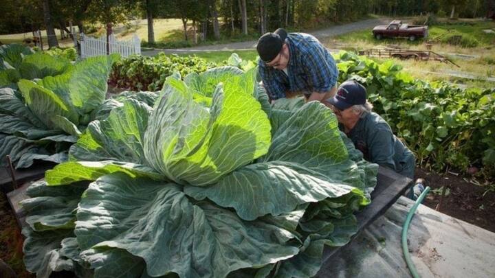 अलास्का में सब्जियां बड़ी इसलिए होती हैं क्योंकि वहां गर्मियों में 20 घंटे तक धूप रहती है, जिससे पौधों को अधिक प्रकाश संश्लेषण का समय मिलता है. यही उन्हें बड़ा और मीठा बनाने में मदद करता है.