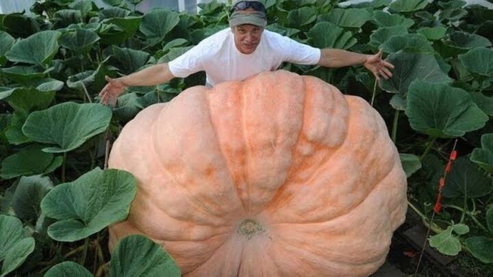 अलास्का में गर्मियों के दौरान दिन बहुत लंबे होते हैं, कुछ क्षेत्रों में 20 घंटे से भी अधिक धूप रहती है. धूप से पौधों को प्रकाश संश्लेषण करने का अधिक समय मिलता है, जिससे वे अधिक ऊर्जा प्राप्त करते हैं और बड़े हो जाते हैं.