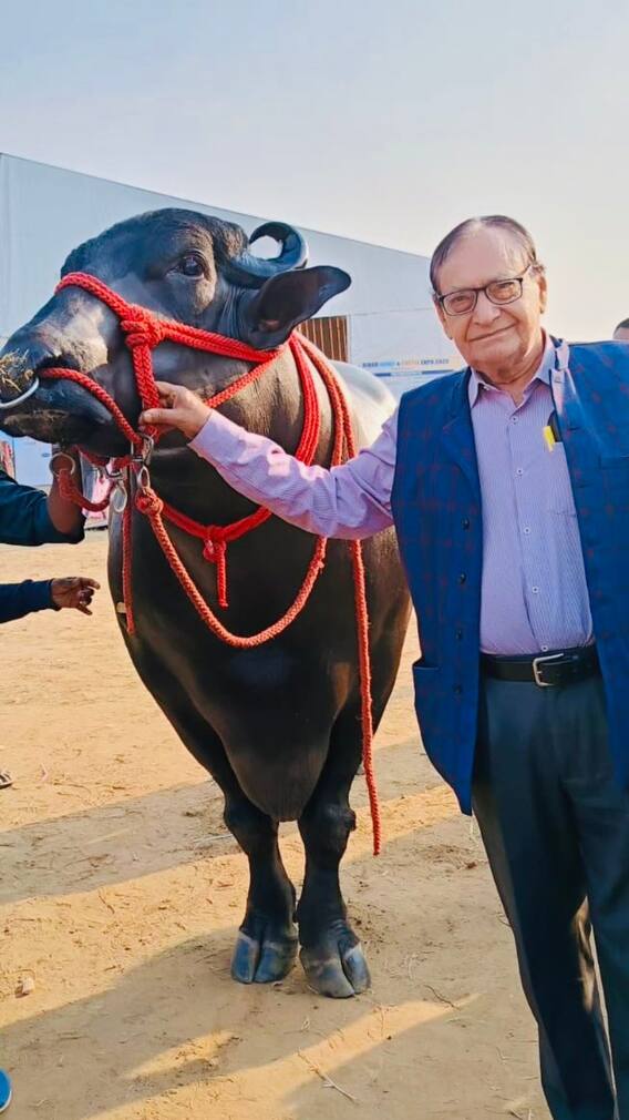 सबसे सस्ती मुर्रा भैंस कितने रुपये में मिल जाती है?