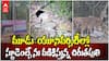 Leopard in Tirupati SV University  | వేంకటేశ్వర యూనివర్సిటీని వణికిస్తున్న చిరుతపులి | ABP Desam