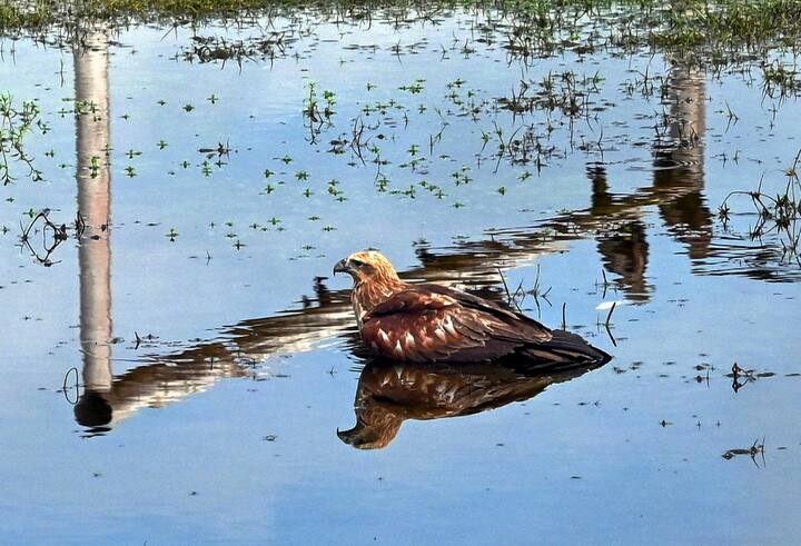 यही वजह है की मौसम विज्ञान है कह रहे हैं कि अभी तो गर्मी शुरू नहीं हुई है लेकिन दिल्ली के अगर बात करें तो मैक्सिमम टेंपरेचर अगले 2 से 4 दिन में 2 डिग्री बढ़ाने की संभावना है इसके इलावा मौसम में कुछ खास बदलाव की उम्मीद नहीं.