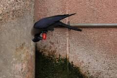 Kolkata Weather: আজ সন্ধেয় কি ফের ঝড়-শিলাবৃষ্টি? কী বলছে পূর্বাভাস