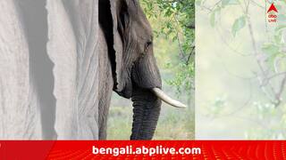 Siliguri News: শিলিগুড়ি-বামনহাট ট্রেনের ট্র্যাকে আচমকাই  শাবক-সহ হাতির দল !