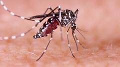 Mosquito Bites: কিছু মানুষকে একটু বেশিই কামড়ায় মশা, দায়ী কি Blood Group?