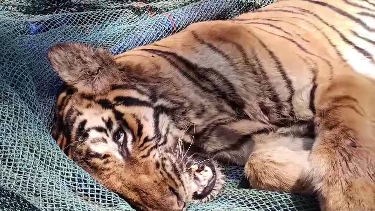 கேரளாவில் ஊருக்குள் புகுந்த புலி.. வனத்துறையால் சுட்டு பிடிக்கப்பட்டது எப்படி?