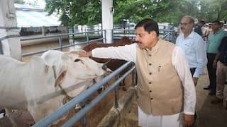 दूध उत्पादन को बढ़ावा देने के लिए CM मोहन यादव का बड़ा ऐलान, 'जो 10 से ज्यादा गाय खरीदेंगे उन्हें...'
