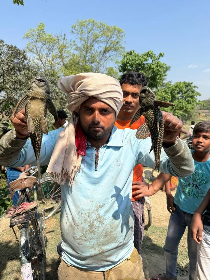 यह मछली शिकारी प्रजाति की सकर माउथ कैटफिश बताई जा रही है, जो दक्षिण अमेरिका की अमेजन नदी में पाई जाती है. ग्रामीण धर्मेंद्र कुमार के मुताबिक यह मछली मांसाहारी होती है और अन्य मछलियों का शिकार करती है.