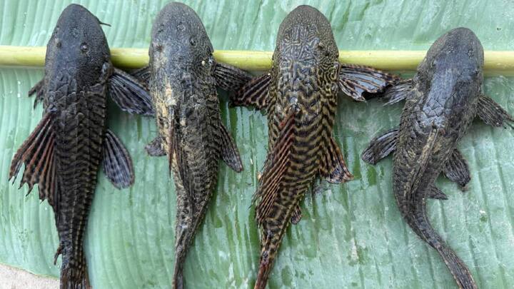 American Catfish: मोतिहारी की अरुणा नदी में अमेरिका के अमेजन नदी में पाई जाने वाली अमेरिकन प्रजाति की मछलियां मिलीं हैं. इसे देखने के लिए लोगों की भीड़ उमड़ गई, लेकिन इसे देख कर मछुआरे परेशान हैं.