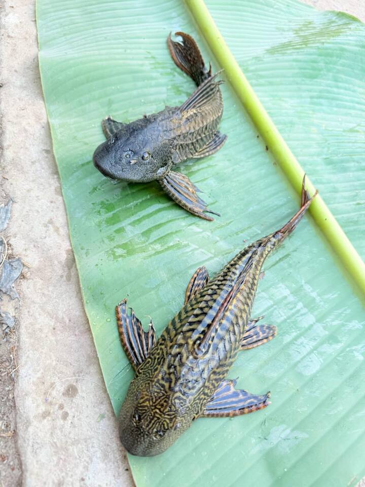 इस मछली के बाहर निकालने पर सभी चौंक गए. कुछ ही देर में एक-एक कर पांच मछलियां नदी से मछुआरों ने बरामद की. सभी मछलियां काफी देर तक जीवित रहीं.