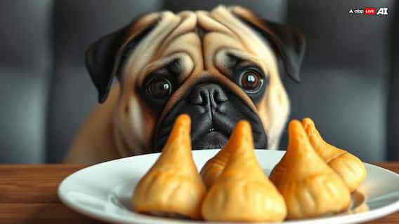 Dog Meat In Your Favourite Snack? Pug's Severed Head In Momo Factory Freezer Sparks Scare