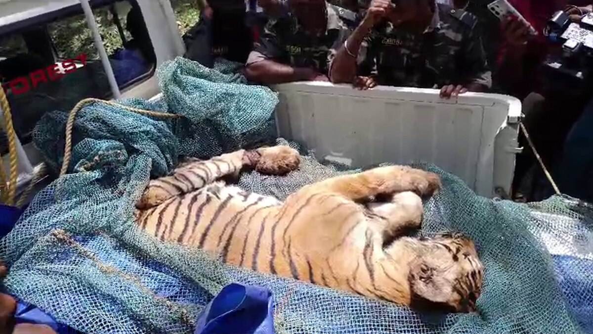 கேரளாவில் ஊருக்குள் புகுந்த புலி.. வனத்துறையால் சுட்டு பிடிக்கப்பட்டது எப்படி?