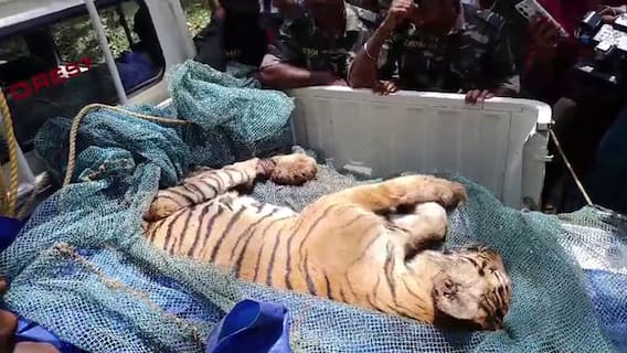கேரளாவில் ஊருக்குள் புகுந்த புலி.. வனத்துறையால் சுட்டு பிடிக்கப்பட்டது எப்படி?