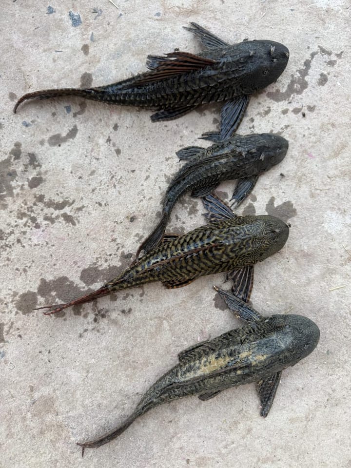 भारत-नेपाल सीमा के नो मेंस लैंड स्थित झरोखर थाना क्षेत्र के पीठवा गांव के पास अरुणा नदी में युवकों को मछली पकड़ने के दौरान अजीब प्रजाति की पांच मछलियां मिली हैं. नई तरह की मछलियां देखने के लिए लोगों की भीड़ उमड़ पड़ी.