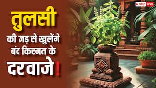 Tulsi ke upay: तुलसी का जड़ है बेहद चमत्कारी, इन उपायों से बदल सकती है किस्मत