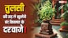 Tulsi ke upay: तुलसी का जड़ है बेहद चमत्कारी, इन उपायों से बदल सकती है किस्मत
