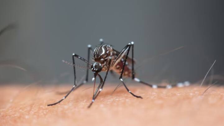 ওই গবেষণাপত্রে জানানো হয়, পরীক্ষায় অংশগ্রহণকারীদের মধ্যে যাঁদের Blood Group O, তাঁদের উপরও মশা ছেড়ে দেওয়া হয়েছিল। পাশাপাশি B, A গ্রুপের মানুষজেনর উপরও মশা ছাড়া হয়। কিন্তু O যাঁরা, তাঁদেরই বেশি কামড়ায় মশা।