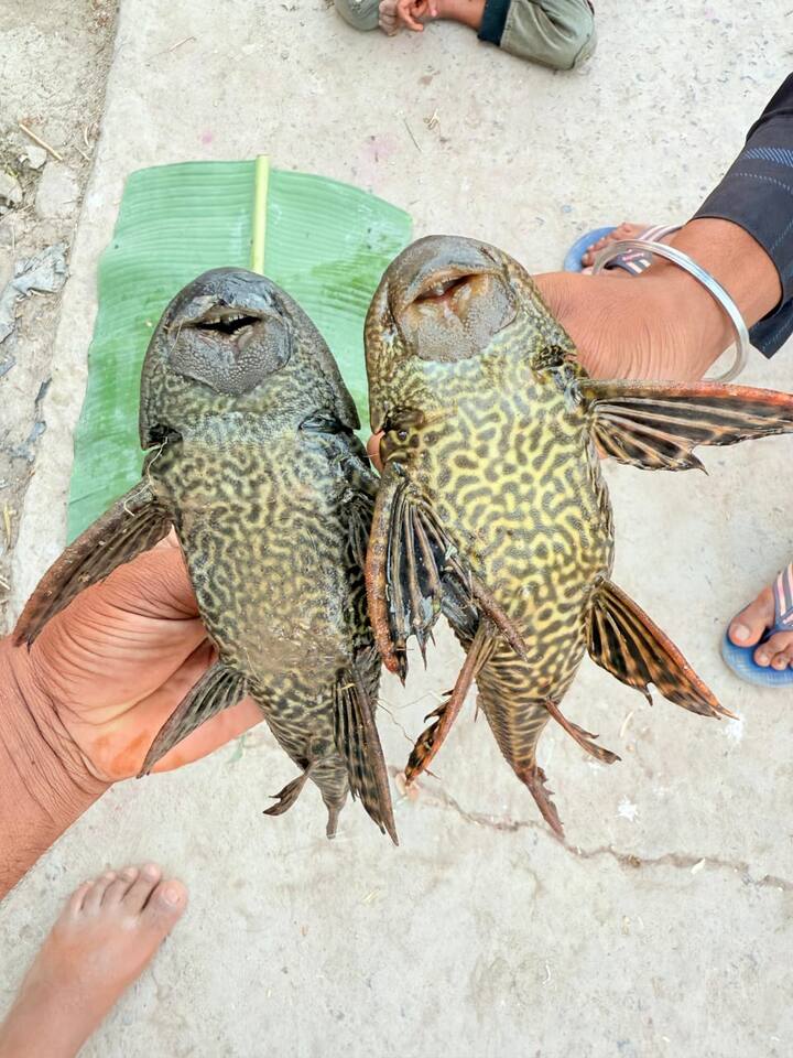 इनका वजन करीब ढाई सौ ग्राम बताया जा रहा है. इनका मुंह नीचे की ओर होता है, जिससे यह छोटी मछलियों और जल में रहने वाले कीड़ों का शिकार करती हैं. इन सभी पांच मछलियों का कुल वजन करीब 3 किलोग्राम हो सकता है.