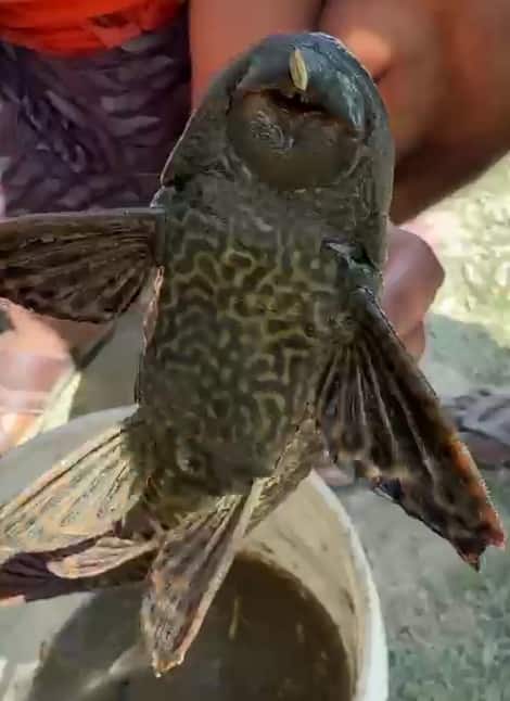 नेपाल से आई अरुणा नदी सिकरहना नदी में संगम कर जाती है. पूर्वी चंपारण जिले के घोड़ासहन प्रखंड क्षेत्र से बहने वाली अरुणा नदी में पानी कम होने पर मछुआरे मछली मार रहे थे, तभी अमेरिका प्रजाति के कैट फिश मिली है.