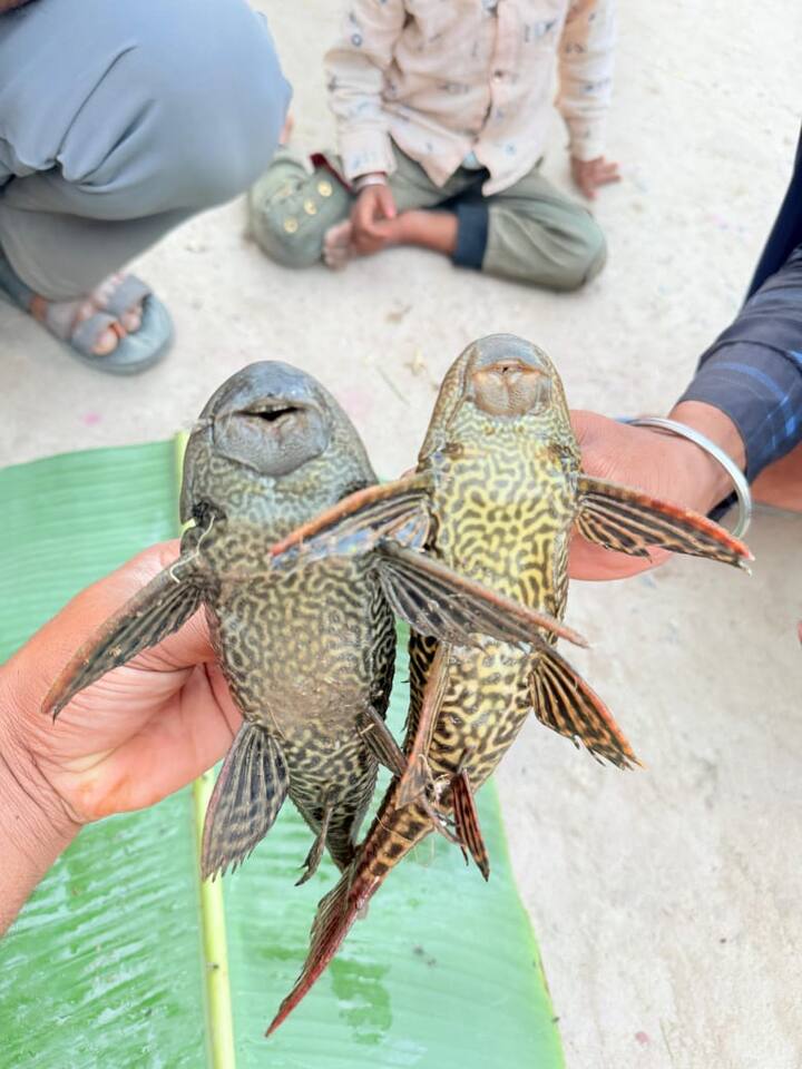 इलाके में पहली बार इस तरह की मछली मिलने से लोग हैरान हैं. मछली पकड़ने गए शिव पूजन कुशवाहा ने बताया कि पानी सूखने के बाद कुछ युवक अरुणा नदी में मछली पकड़ने गए थे, तभी एक अजीब मछली हाथ लगी.