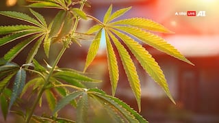 भांग का पौधा आपकी सेहत के लिए कितना है खास, जानकर दंग रह जाएंगे आप