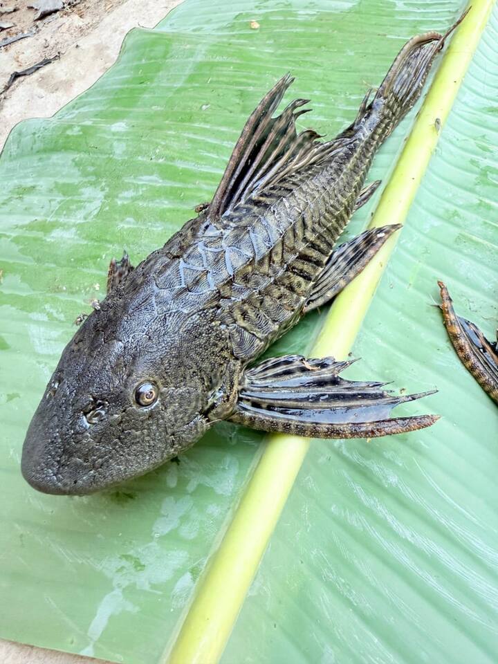 ग्रामीणों का कहना है कि अरुणा नदी में इस मछली का मिलना शुभ संकेत नहीं है. अमेंरिकन प्रजाति के कैट फिश नामक मछली काफी मछुआरों के लिए घातक सिद्ध हो सकती है, क्योंकि ये मछली मांसाहारी प्रजाति के होती है और अन्य मछलियों को खा जाती है.