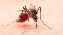 Mosquito Bites: কিছু মানুষকে একটু বেশিই কামড়ায় মশা, দায়ী কি Blood Group?