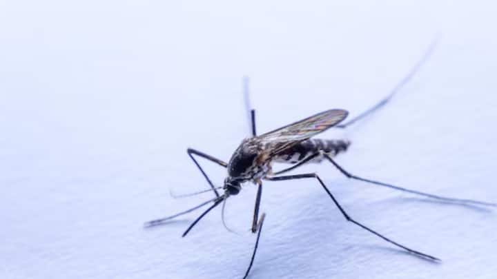 অতিরিক্ত ঘাম হয় যাঁদের, তাঁদেরও বেশি কামড়াতে পারে মশা। ল্যাকটিক অ্যাসিড, ইউরিক অ্যাসিডও মশাদের আকৃষ্ট করে।