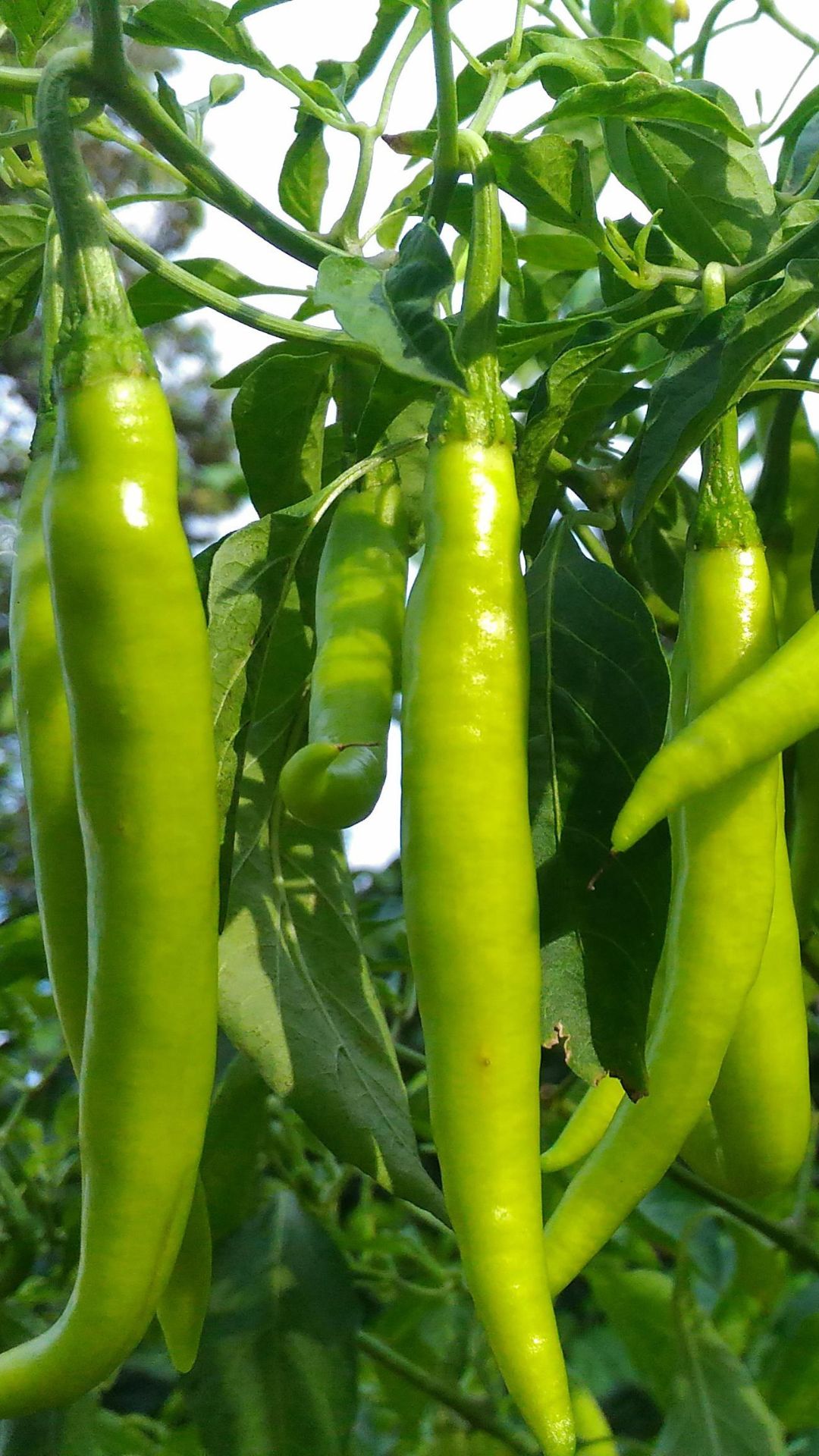 কাঁচা লঙ্কায় এমন কিছু উপাদান রয়েছে