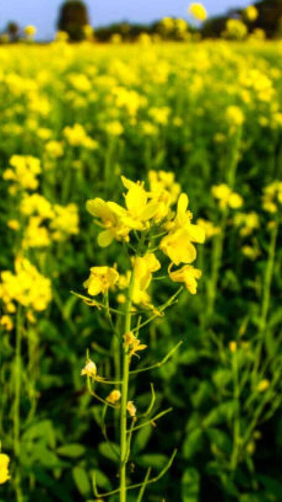 ऐसे मिलेगी सरसों की बंपर पैदावार
