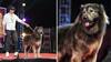 World Most Expensive Dog : बदल्यात कमीत कमी 55 किलो सोनं आरामात खरेदी करता येईल! जगातील सर्वात महागड्या श्वानाची नेमकी किंमत किती?