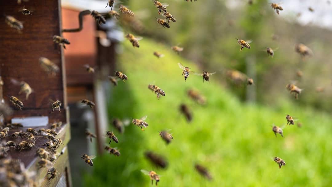 Thiruvananthapuram Chaos At Collectorate As Bomb Hoax Sparks Panic Then Swarm Of Bees Wreaks Havoc Chaos At Thiruvananthapuram Collectorate As Bomb Hoax Sparks Panic, Then Swarm Of Bees Wreaks Havoc