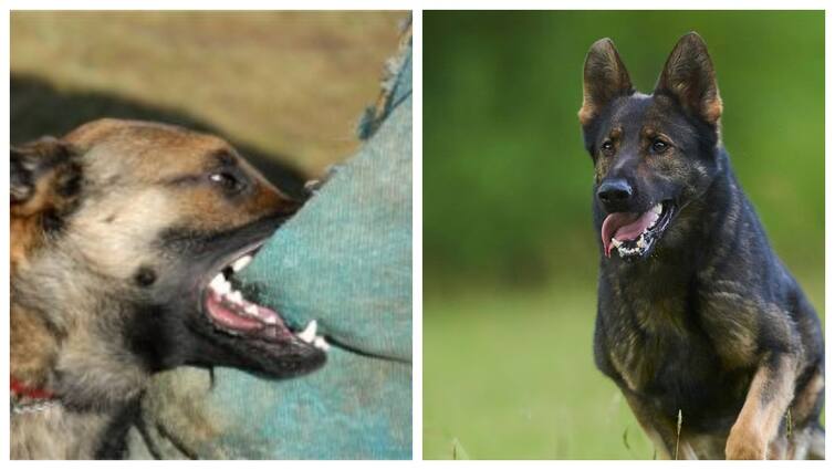 German Shepherd dog Mauls 90 Year Old Pet Owner To Death After Brutal Attack In UP Kanpur சொந்த மகனை போல் வளர்த்த மூதாட்டி.. கடித்து கொன்ற ஜெர்மன் ஷெப்பர்ட்.. ரத்த வெள்ளத்தில் சடலம்!