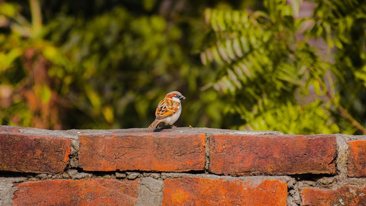 हालांकि गांव अभी भी गौरेया के पनाहगाह बने हुए हैं. यहां वो आराम से अपने घोंसले बनाती हैं और हरियाली की कमी नहीं है, इसलिए खाने की भी कमी नहीं है.