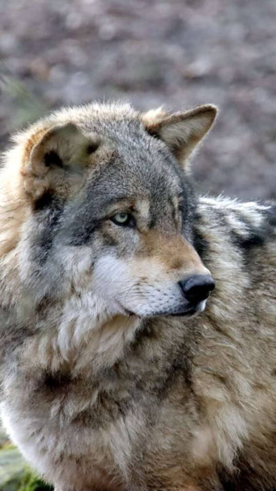 भेड़िये से कितना अलग होता है वुल्फ डॉग?