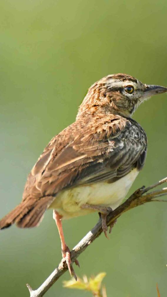 आखिर कहां गायब हो गई हम सब की बचपन वाली दोस्त गौरेया