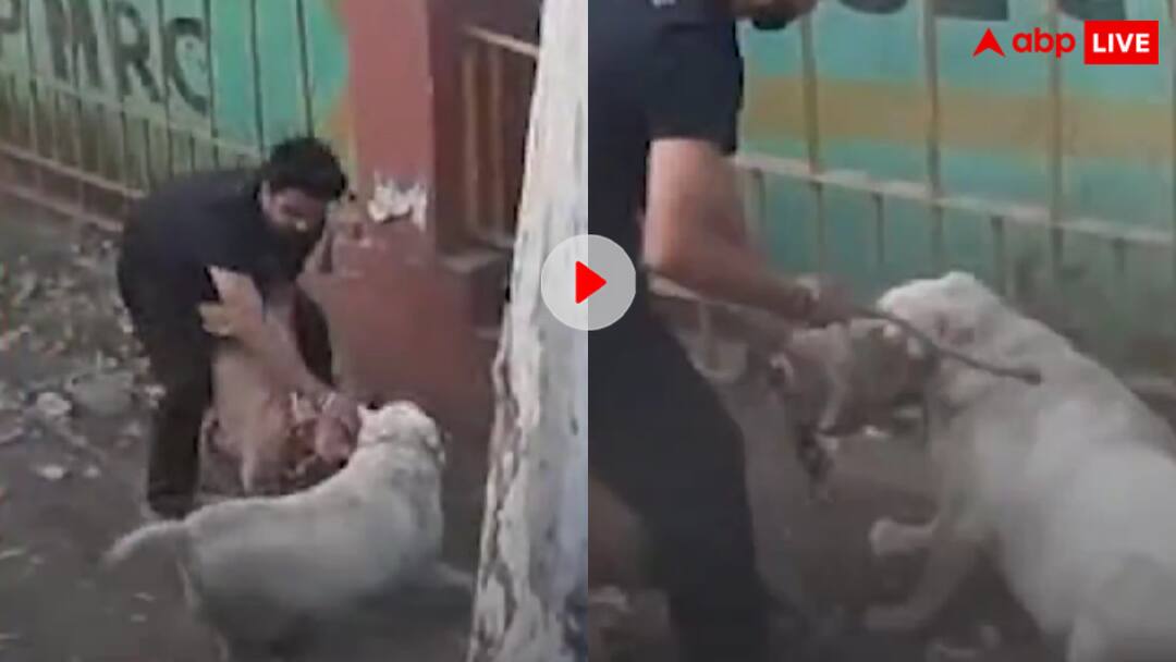 खूंखार पिटबुल के मजबूत जबड़े में फंस गया स्ट्रीट डॉग, वायरल वीडियो देख कांप उठेगी आपकी भी रूह Pitbull dog attack street dog in Agra users get angry after watching viral video खूंखार पिटबुल के मजबूत जबड़े में फंस गया स्ट्रीट डॉग, वायरल वीडियो देख कांप उठेगी आपकी भी रूह