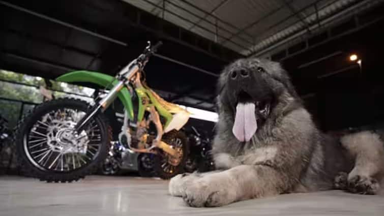 purr fect buddy bengaluru man buys worlds first wolfdog for rs 50 crore Wolfdog: யாரு மேன் நீ? கிராஸ் ப்ரீட்..! ரூ.50,000,000 விலை, உலகின் முதல் ஓநாய் நாய், இவ்ளோ பிரமாண்டமா?
