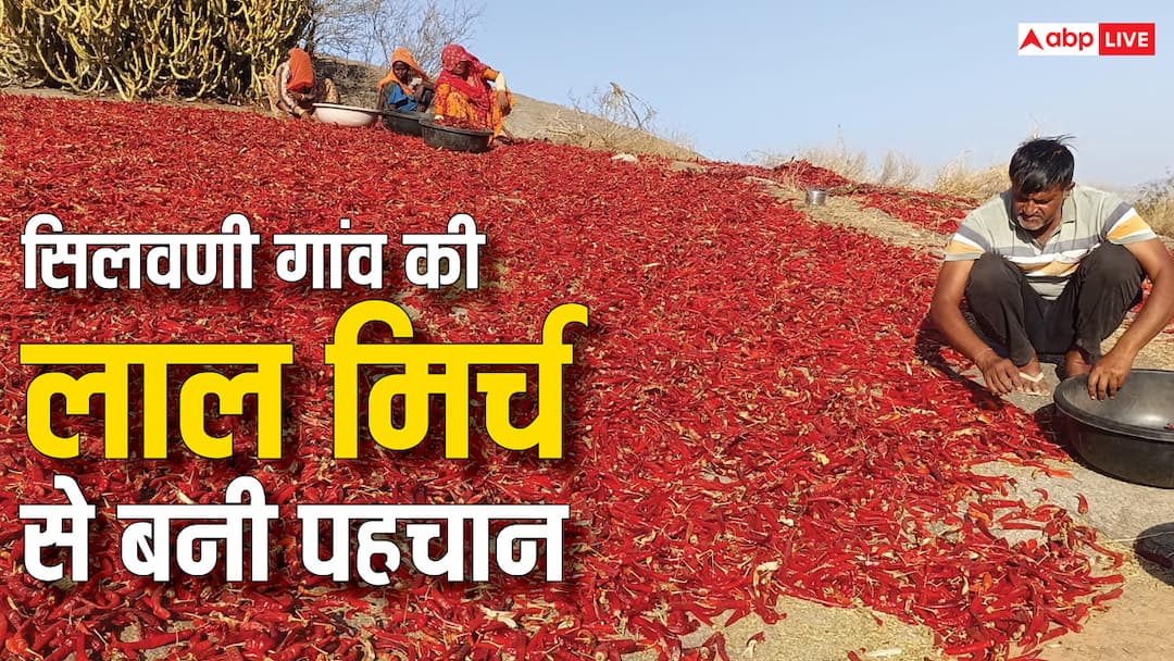 red chilli is the identity of this village of Sirohi know about speciality ANN Sirohi: लाल मिर्च से इस गांव की बनी पहचान, गुजरात और महाराष्ट्र में भारी डिमांड, जानें खासियत