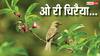 World Sparrow Day: शहरों में नजर क्यों नहीं आती हैं गौरैया, सिर्फ गांवों से ही क्यों रह गया कनेक्शन?