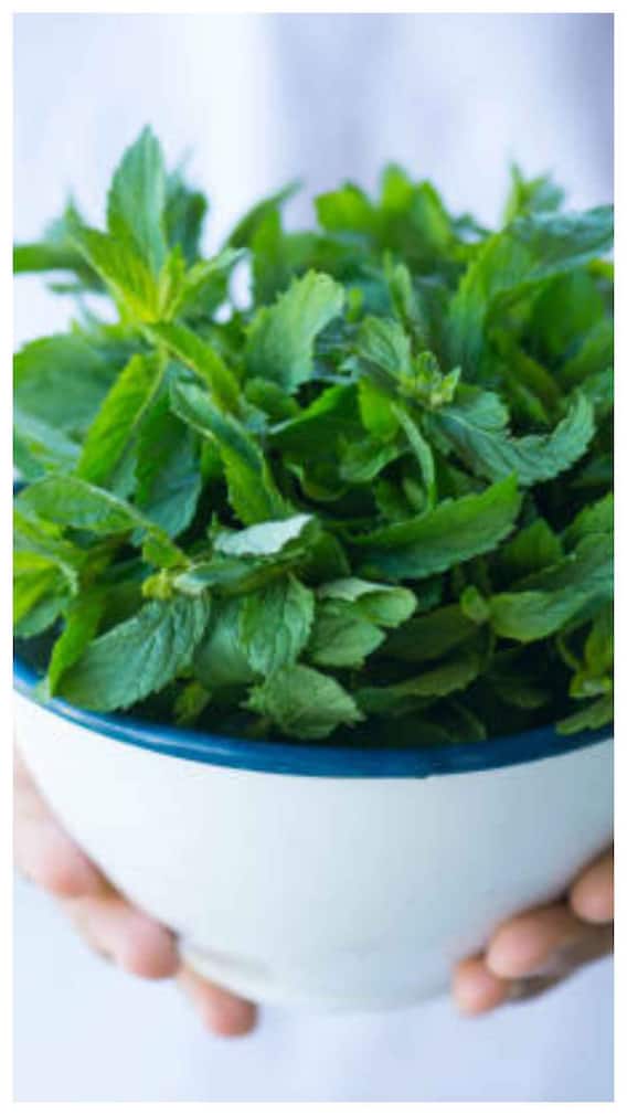 ये हैं पुदीना के पत्ते चबाने के फायदे