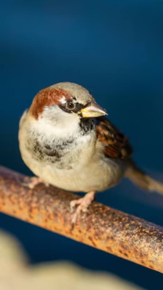 किस चीज से कम हो रही है गौरैया की संख्या?