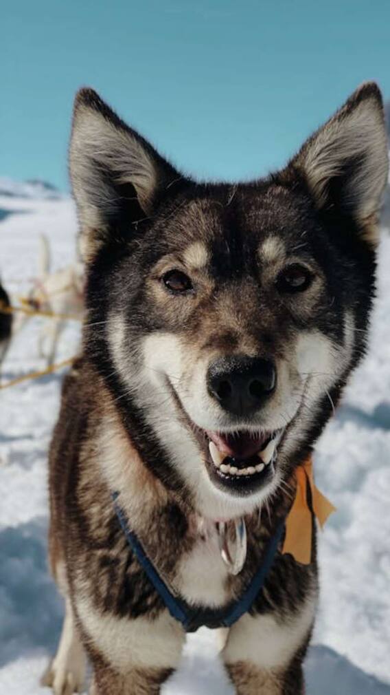 ये है दुनिया का सबसे महंगा कुत्ता, कीमत जानकर उड़ जाएंगे होश