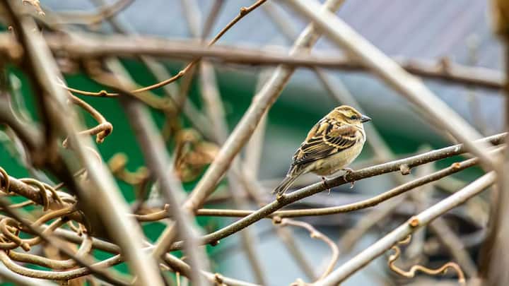 गांवों में भीड़ और शोरगुल काफी कम है. इसलिए वहां सहज ही घर की देहरी पर गौरेया मंडराती हुई नजर आ जाती हैं.