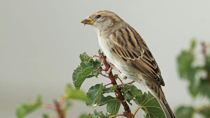 ऐसे में हरियाली खत्म होने के कारण गौरेया का जीवन भी शहरों से खत्म होता जा रहा है. जहां पर भी ज्यादा हरियाली देखने को मिलेगी, गौरेया का बसेरा वहां पर होगा.