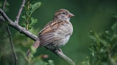 World Sparrow Day: शहरों में नजर क्यों नहीं आती हैं गौरैया, सिर्फ गांवों से ही क्यों रह गया कनेक्शन?