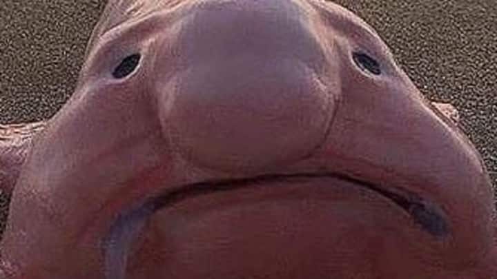 लेकिन जब ब्लॉबफिश को पानी से निकाल कर सतह पर लाया जाता है. जहां बिल्कुल पानी होता. तब इसका शरीर एकदम से बदल जाता है.  बिना पानी के ब्लॉबफिश बड़े ही अजीब तरीके से गूदेदार जीव में बदल जाती हैं.