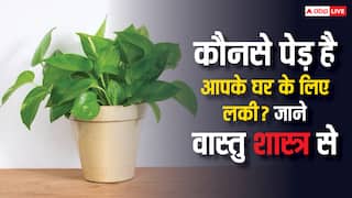 Vastu Tips For Plants: कौन से पेड़-पौधे हैं आपके घर के लिए लकी? जानिए वास्तु शास्त्र से
