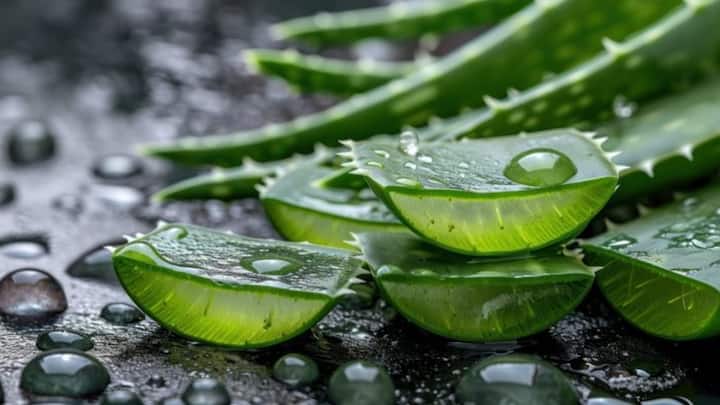 7. Aloe Vera Gel: Aloe Vera helps in whitening the teeth gently and naturally. It has antimicrobial properties that fights plaque and bacteria. Apply pure aloe vera gel directly on your toothbrush and brush lightly for whiter teeth and refreshed breath. (Image Source: Pinterest/aifusionart)