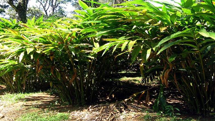 Theni news Cardamom farming affected by lack of summer rains tnn கோடை மழையின்மையால் ஏலக்காய் விவசாயம் பாதிப்பு - ஏலக்காய் விலை இவ்வளவு குறைந்ததா?